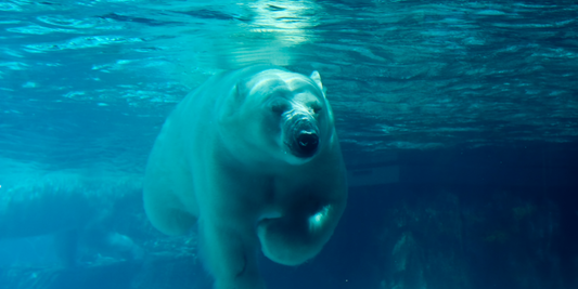 Why You Should Keep Swimming Year-Round (Even in Winter)