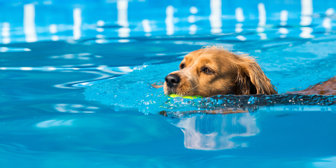 Why Daily Swimmers Report Better Mental Clarity